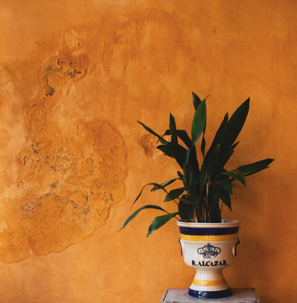 Fotografia de um vaso com plantas apoiado sobre uma pilastra. Ele está posicionado à frente de uma parede em tom terroso e com manchas de mofo e textura irregular.